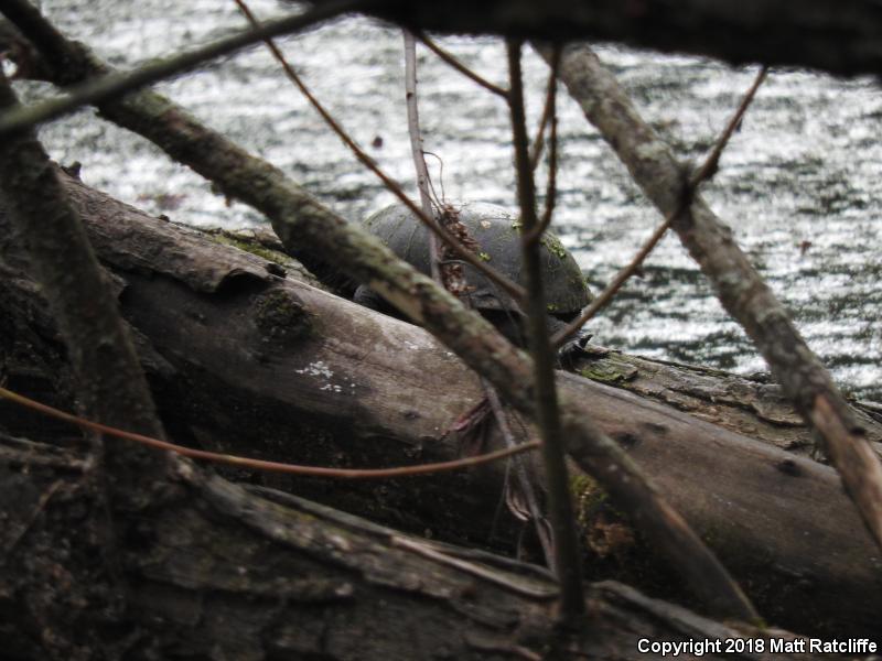 Eastern Musk Turtle (Sternotherus odoratus)