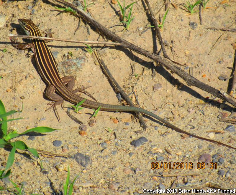 Desert Grassland Whiptail (Aspidoscelis uniparens)