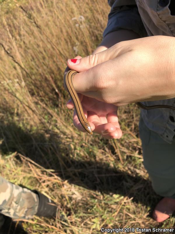 Western Slender Glass Lizard (Ophisaurus attenuatus attenuatus)