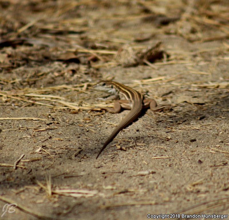 Gila Spotted Whiptail (Aspidoscelis flagellicauda)