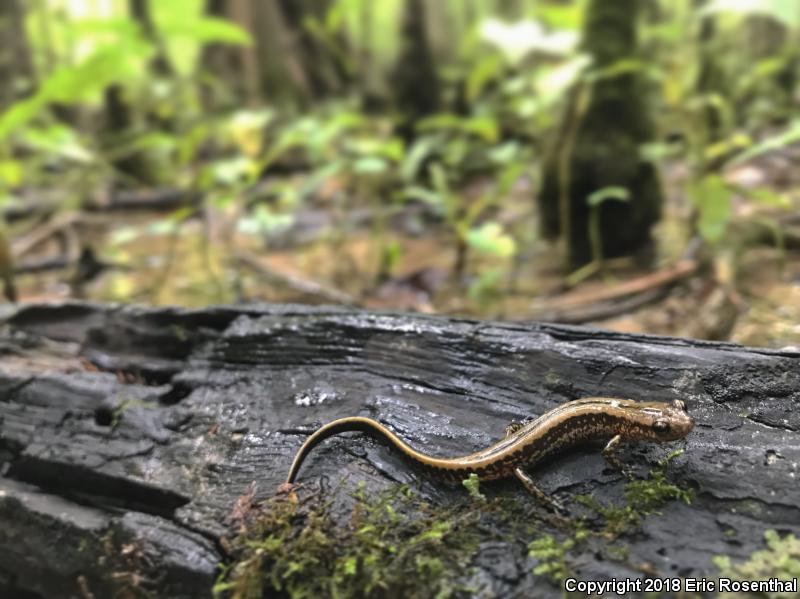 Three-lined Salamander (Eurycea guttolineata)