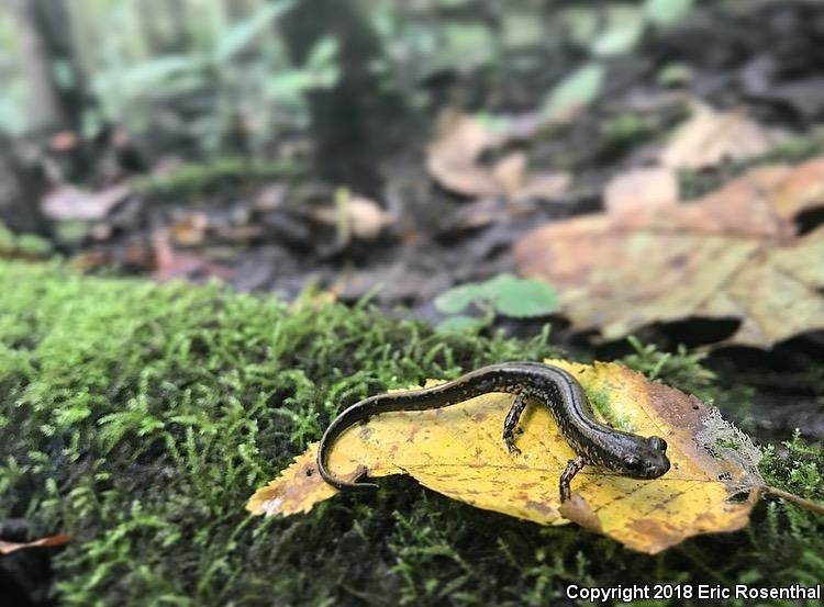 Three-lined Salamander (Eurycea guttolineata)