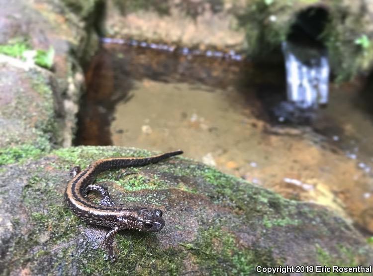 Three-lined Salamander (Eurycea guttolineata)