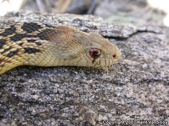 San Diego Gopher Snake (Pituophis catenifer annectens)