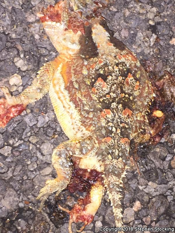 Smith's Short-horned Lizard (Phrynosoma hernandesi brachycercum)