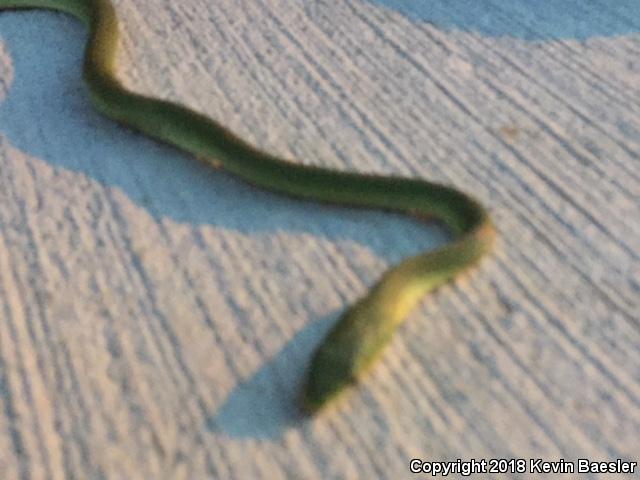 Northern Rough Greensnake (Opheodrys aestivus aestivus)