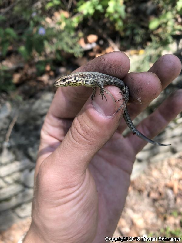 Common Wall Lizard (Podarcis muralis)