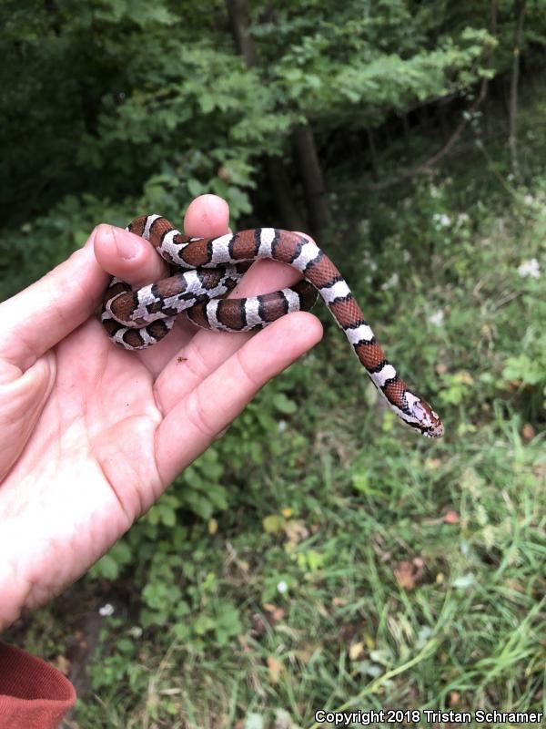 Eastern Milksnake (Lampropeltis triangulum triangulum)