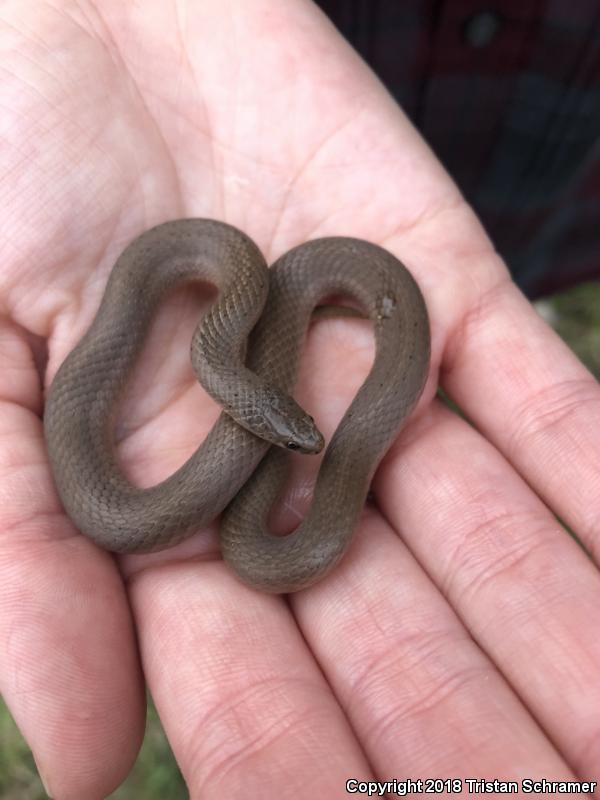 Western Smooth Earthsnake (Virginia valeriae elegans)