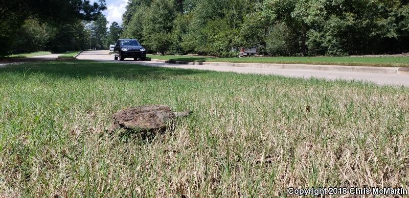 Eastern Snapping Turtle (Chelydra serpentina serpentina)