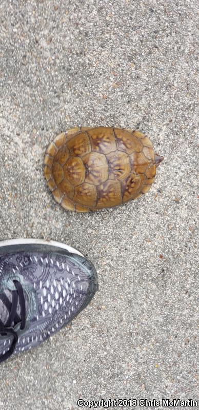 Three-toed Box Turtle (Terrapene carolina triunguis)