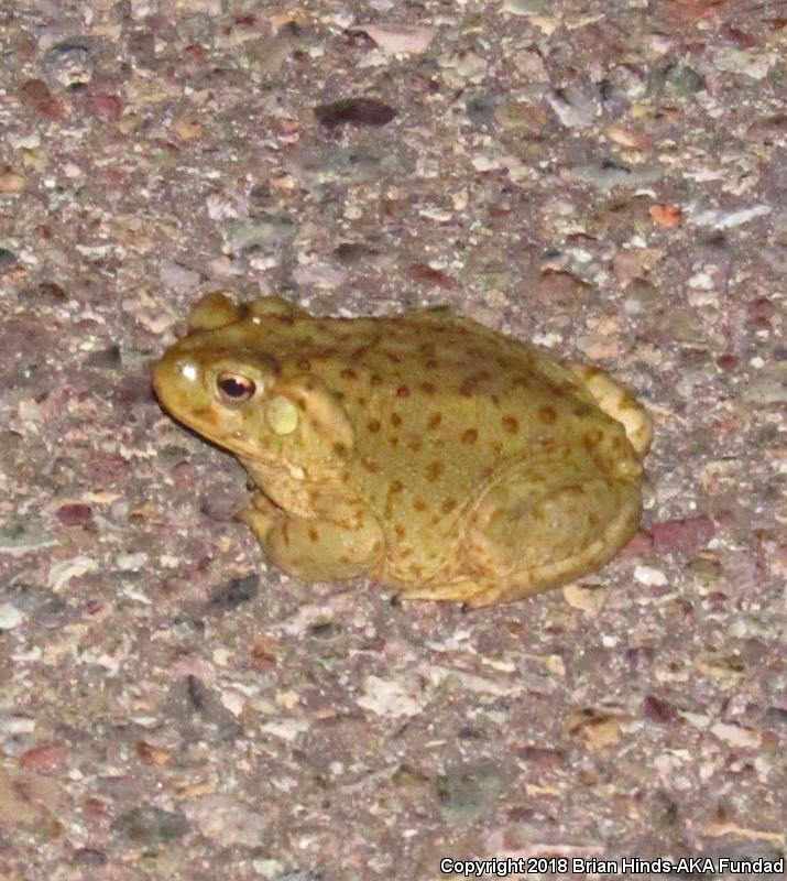 Sonoran Desert Toad (Ollotis alvaria)