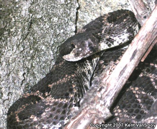 Southern Pacific Rattlesnake (Crotalus oreganus helleri)