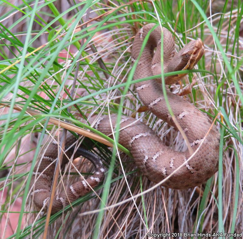 Arizona Ridge-nosed Rattlesnake (Crotalus willardi willardi)