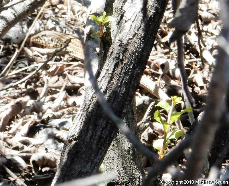 Coastal Whiptail (Aspidoscelis tigris stejnegeri)