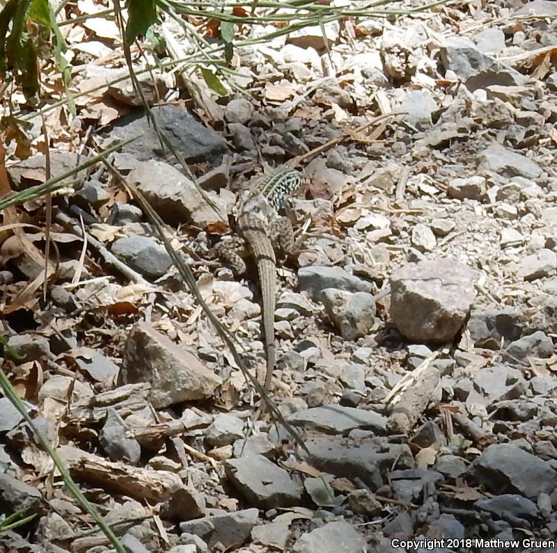 Coastal Whiptail (Aspidoscelis tigris stejnegeri)