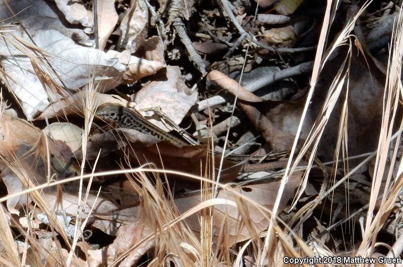 Coastal Whiptail (Aspidoscelis tigris stejnegeri)