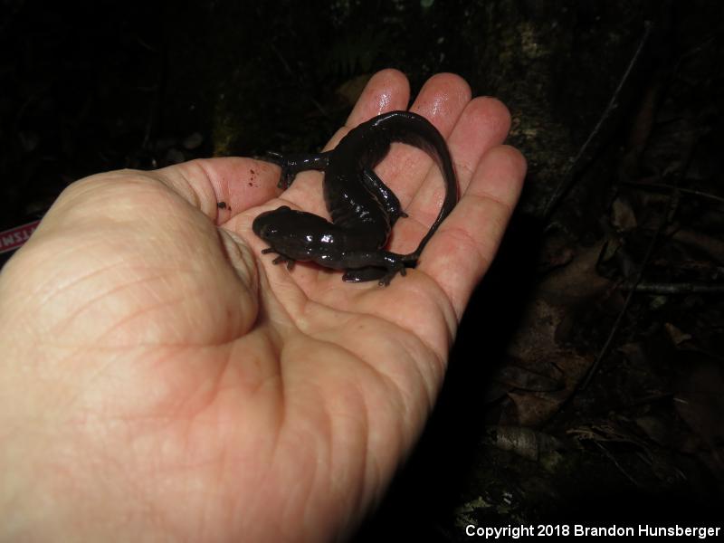 Jefferson Salamander (Ambystoma jeffersonianum)