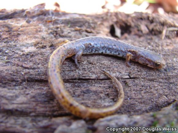 Four-toed Salamander (Hemidactylium scutatum)