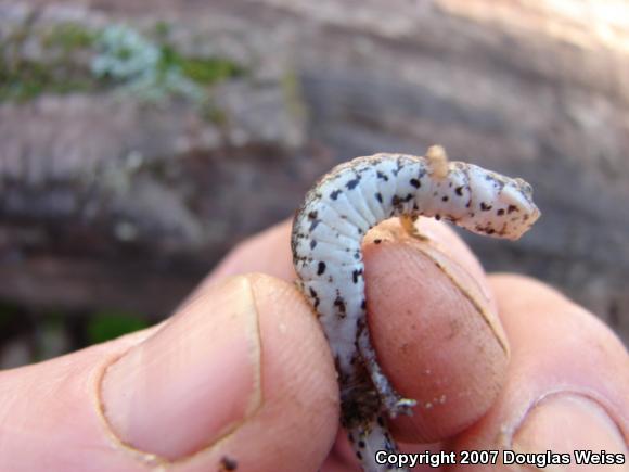 Four-toed Salamander (Hemidactylium scutatum)