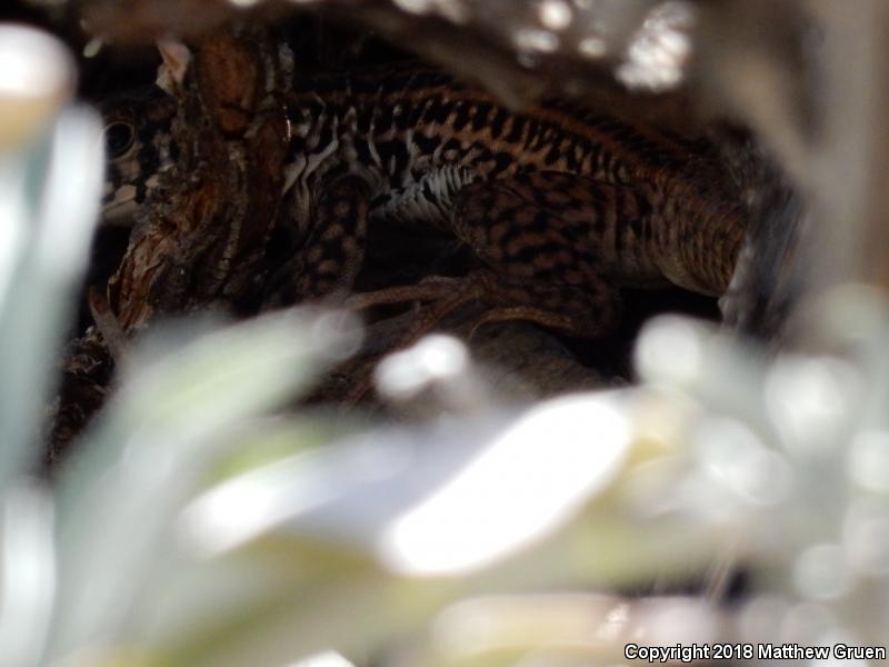 Coastal Whiptail (Aspidoscelis tigris stejnegeri)