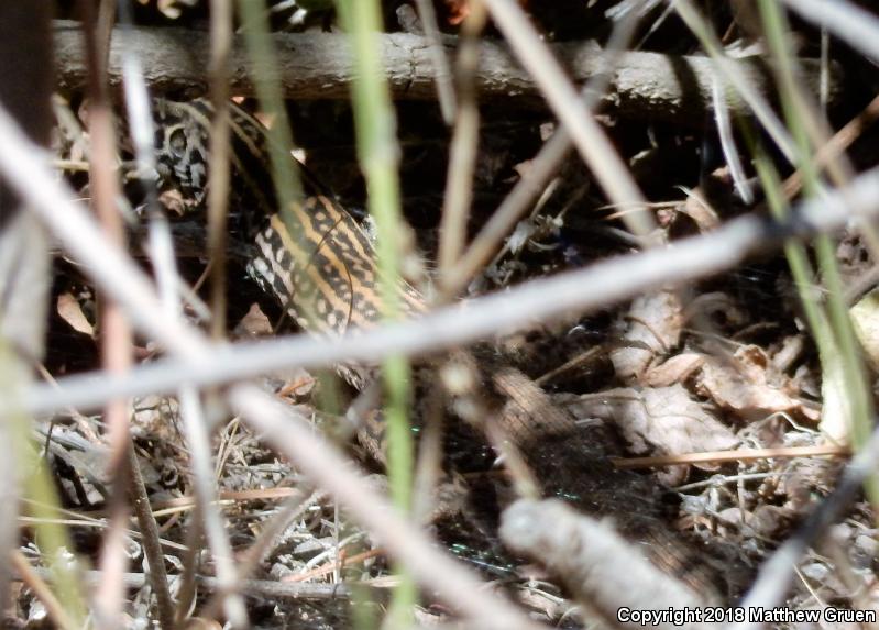 Coastal Whiptail (Aspidoscelis tigris stejnegeri)