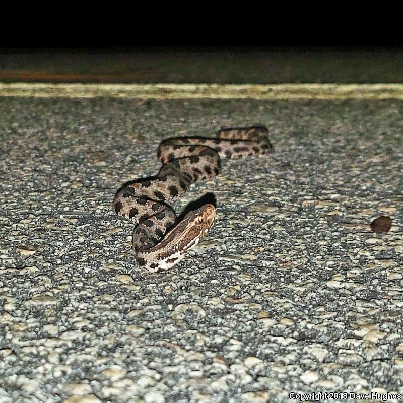 Carolina Pigmy Rattlesnake (Sistrurus miliarius miliarius)