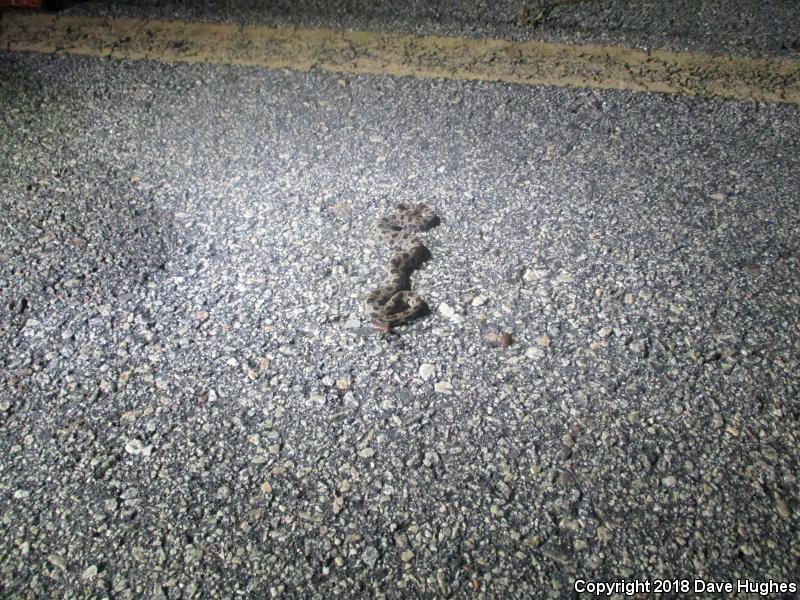 Carolina Pigmy Rattlesnake (Sistrurus miliarius miliarius)