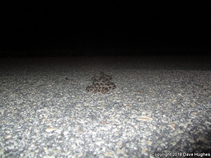 Carolina Pigmy Rattlesnake (Sistrurus miliarius miliarius)