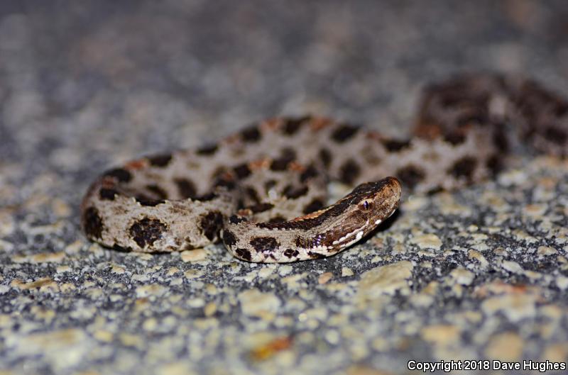 Carolina Pigmy Rattlesnake (Sistrurus miliarius miliarius)