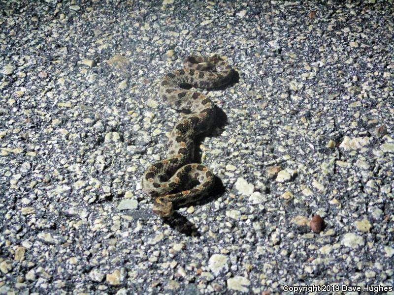 Carolina Pigmy Rattlesnake (Sistrurus miliarius miliarius)