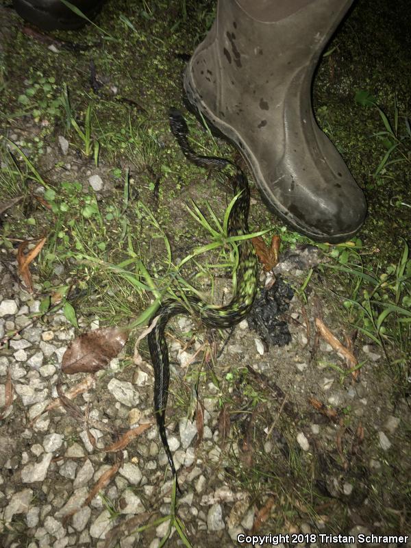 Western Cottonmouth (Agkistrodon piscivorus leucostoma)