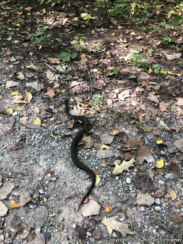 Western Cottonmouth (Agkistrodon piscivorus leucostoma)