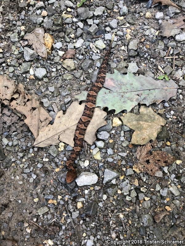 Western Cottonmouth (Agkistrodon piscivorus leucostoma)