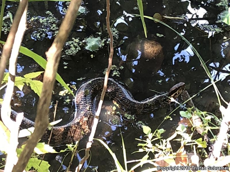 Western Cottonmouth (Agkistrodon piscivorus leucostoma)