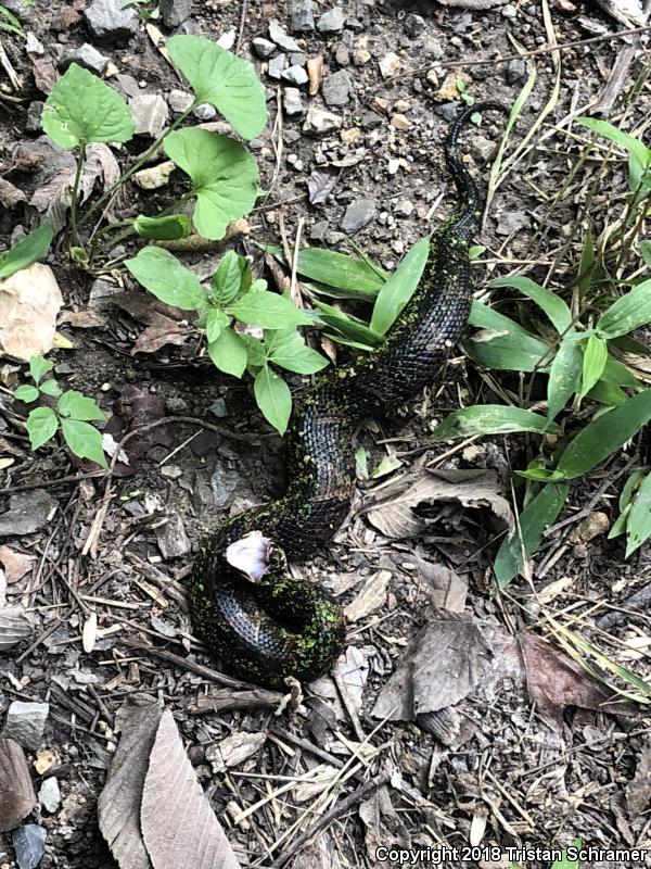 Western Cottonmouth (Agkistrodon piscivorus leucostoma)