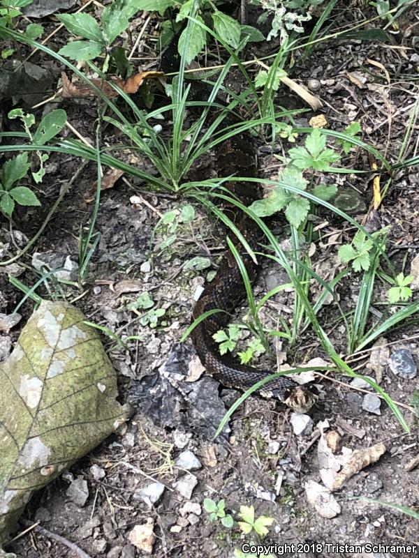 Western Cottonmouth (Agkistrodon piscivorus leucostoma)