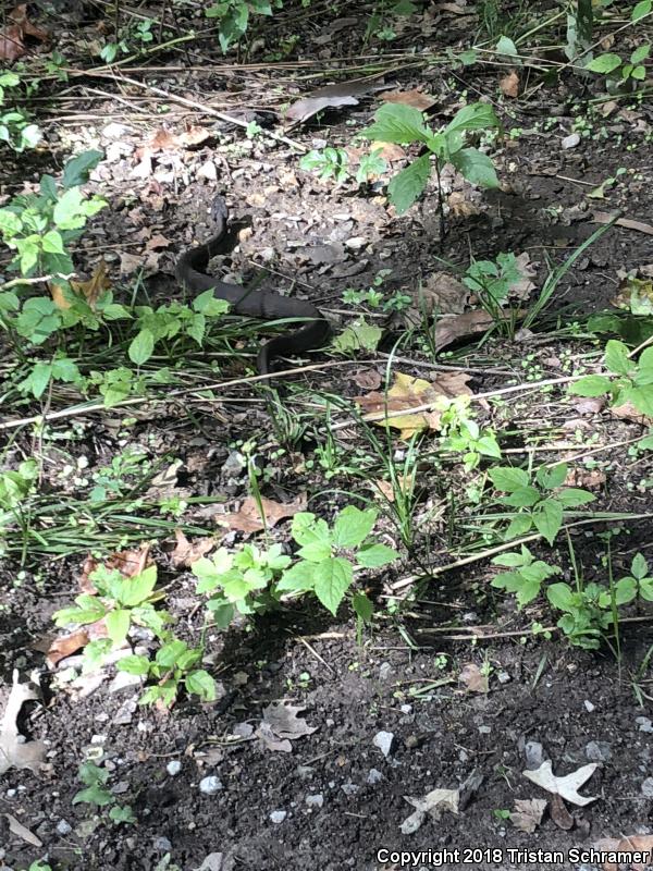 Western Cottonmouth (Agkistrodon piscivorus leucostoma)