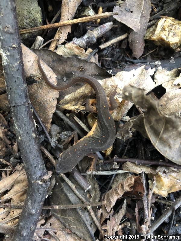 Central Newt (Notophthalmus viridescens louisianensis)