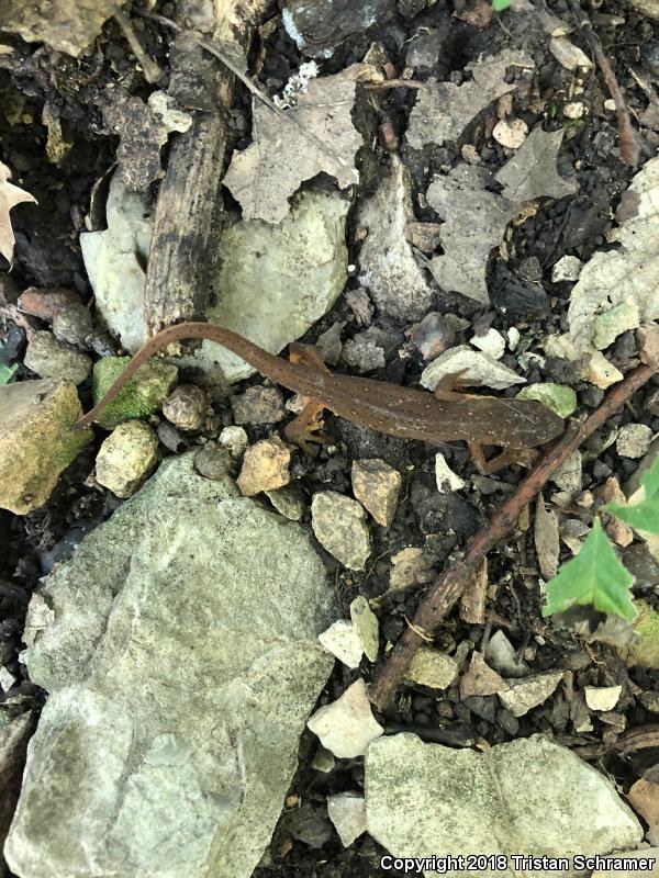 Central Newt (Notophthalmus viridescens louisianensis)