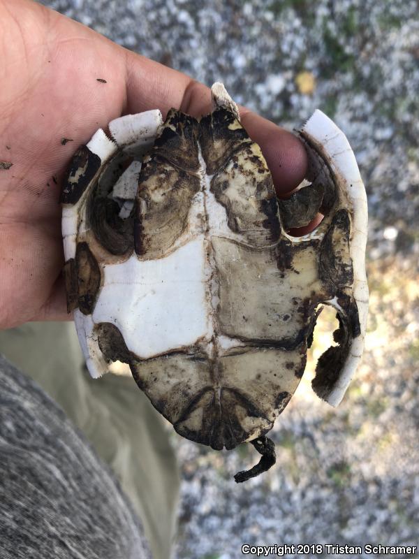 Eastern Musk Turtle (Sternotherus odoratus)