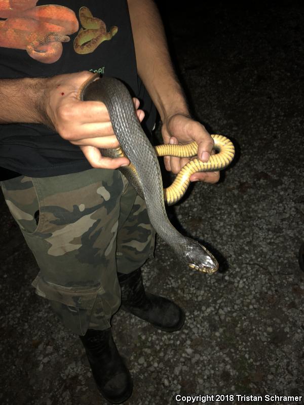 Plain-bellied Watersnake (Nerodia erythrogaster)