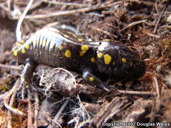 Spotted Salamander (Ambystoma maculatum)