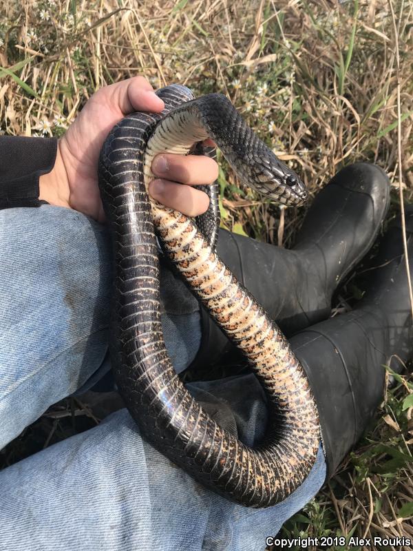 Northern Watersnake (Nerodia sipedon sipedon)