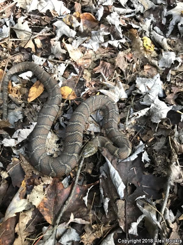 Northern Watersnake (Nerodia sipedon sipedon)