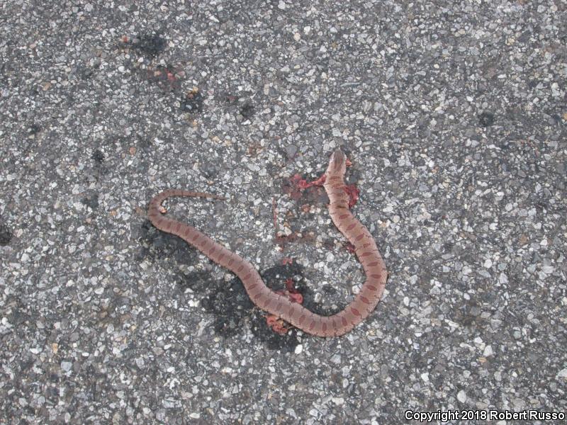 Mole Kingsnake (Lampropeltis calligaster rhombomaculata)