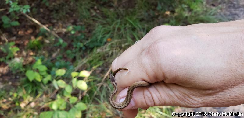 Texas Brownsnake (Storeria dekayi texana)