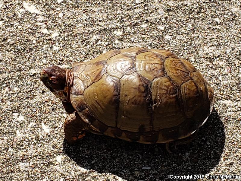 Three-toed Box Turtle (Terrapene carolina triunguis)