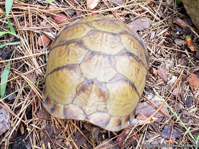 Three-toed Box Turtle (Terrapene carolina triunguis)