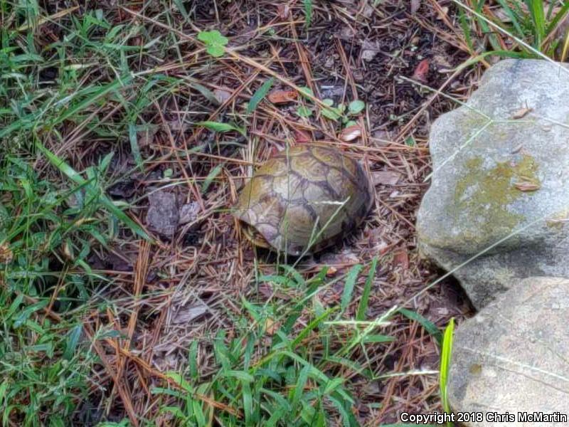 Three-toed Box Turtle (Terrapene carolina triunguis)